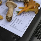 Les champignons sur ce certificat de contrôle sont tous comestibles, mais 90% des espèces trouvables en Suisse ne le sont pas (image d'illustration).